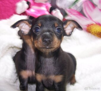 Pražský krysařík -  štěňata