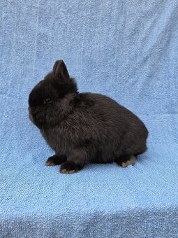 Mini miminka přeprava po celé ČR