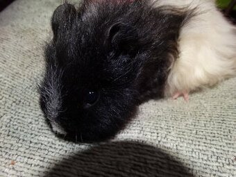 Černobílé morče, mladý sameček na mazlíka