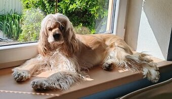 Fenka Amerického Kokršpaněla