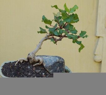 Ceratonia siliqua -svatojánský chléb