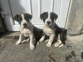 Kříženec X staford