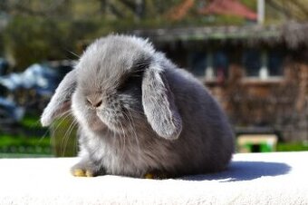 Sameček minilop Miky