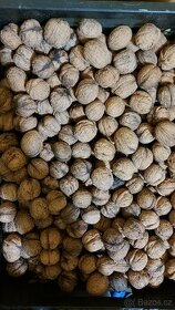 Vlašské ořechy neloupané a loupané - 1