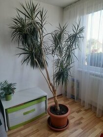 Palma dracena vysoká 250 cm - 1