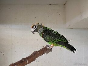 Prodám 1.0 Papoušek konžský