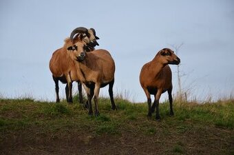 V REZERVACI_KAMERUNSKÉ OVCE (DO CHOVU, NA PASTVU)