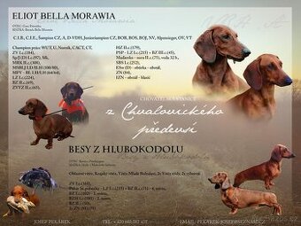 Jezevčík standard hladkosrstý
