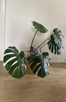 Monstera