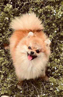 Pomeranian kluk