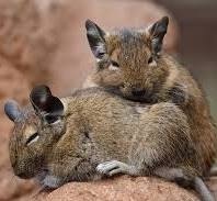 osmák degu - mláďata levně