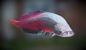 arapaima gigas+mix - 1