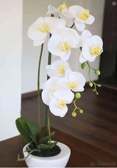 Plastová orchidej phalaenopsis AURELIA