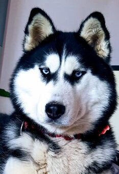 Sibiřský husky s PP rezervace
