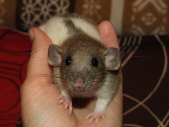 Dumbo, obláčkový efekt - mláďata potkánků s výpisem předků