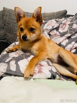 Prodám fenu pomerania X pinč