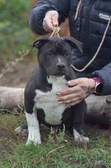 American Bully - pocket x standart - otec šampion