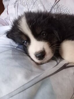 Australský ovčák bez PP pes (červený obojek)