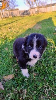 Štěňátka border kolie bez PP