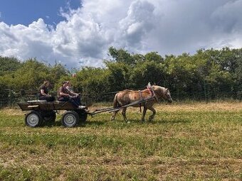 Bryčka, vagoneta, vůz