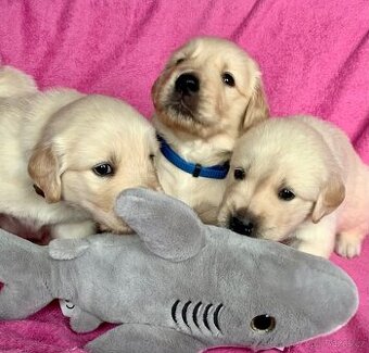 Zlatý retriever s PP