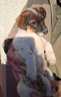 Jack Russell terier