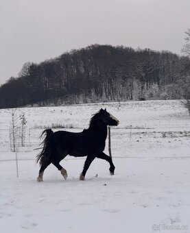 Welsh pony sekce C s vybavením