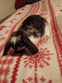 Zakrslý králík králíček Minilop, Lev