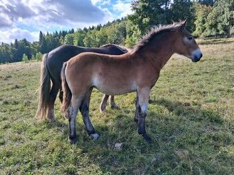 Chladnokrevná kobylka