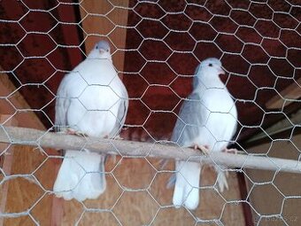 Daruji Lahore stříbrný