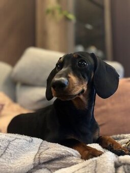 Nabízím jezevčíka ke krytí