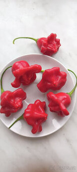 Semena chilli papriček "ZVONEČKY"