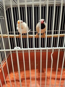 Pásovník dlouhoocasý pár