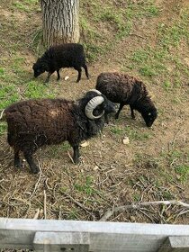 Quesantske ovce beran - 1