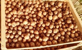 Vlašské ořechy v bio kvalitě