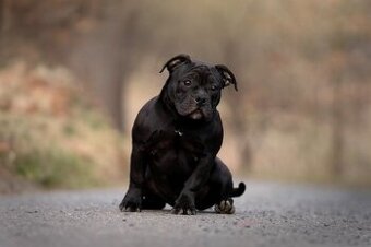 American Bully Pocket ABKC