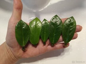 Zamioculcas Zamiifolia 4+1 zdarma