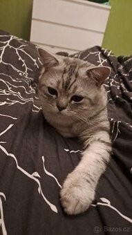 Kryti kocoura Whiskas