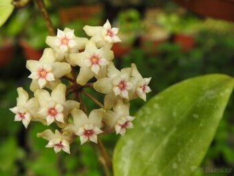 Hoya - voskovky našich babiček - 200 druhů