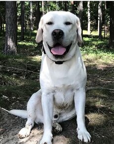 Labradorský retriever s PP ke krytí - chovný pes