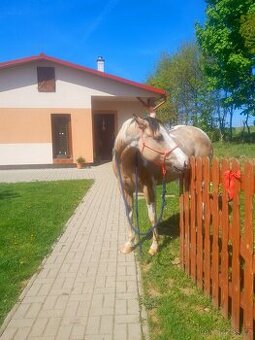 Pastevni ustajeni Žatec