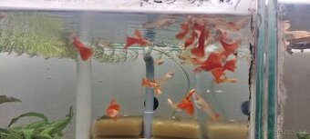 Guppy full red albino - 1