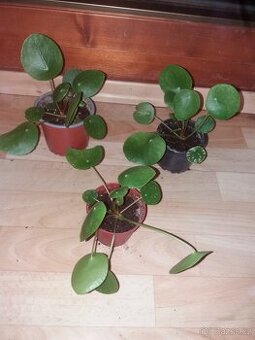 Pilea pokojovky