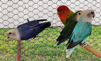 Agapornis růžohrdlý KOUPÍM SAMIČKY