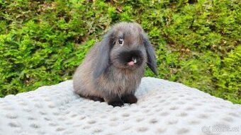 Zakrslý beránek, králíček, králík - PATRICIE