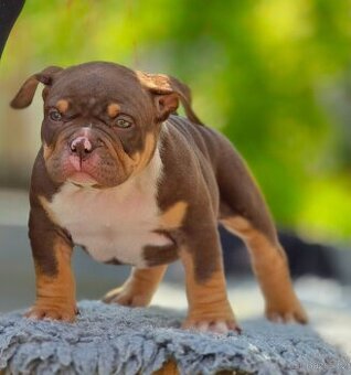 American Bully pocket