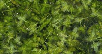 Lemna trisulca – Okřehek trojklanný