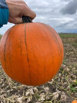 Dýně Halloween