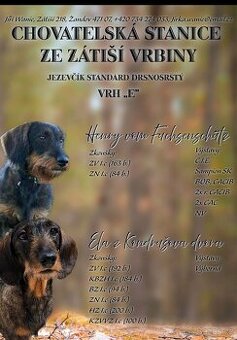 Jezevčik standart drsnosrstý