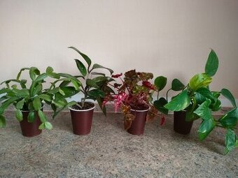 Kytičky naší babičky 3,